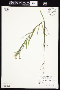 Symphyotrichum boreale image