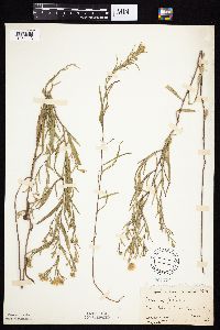 Symphyotrichum boreale image