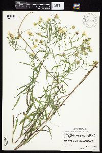 Symphyotrichum boreale image