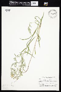 Symphyotrichum boreale image