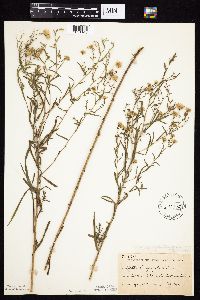 Symphyotrichum boreale image