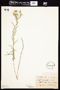 Symphyotrichum boreale image