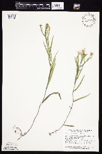 Symphyotrichum boreale image