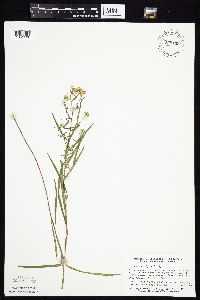 Symphyotrichum boreale image