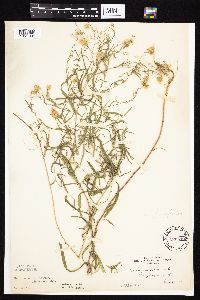 Symphyotrichum boreale image