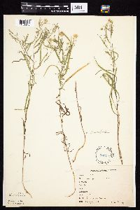 Symphyotrichum boreale image