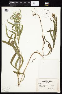 Symphyotrichum boreale image