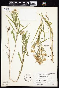 Symphyotrichum boreale image