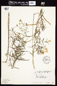 Symphyotrichum boreale image