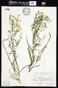 Symphyotrichum boreale image