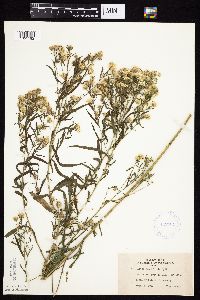 Symphyotrichum boreale image