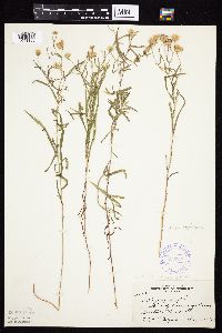 Symphyotrichum boreale image