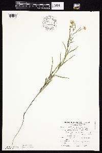 Symphyotrichum boreale image