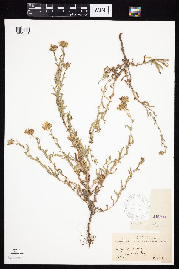 Symphyotrichum campestre image