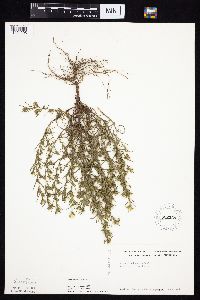 Symphyotrichum ciliatum image