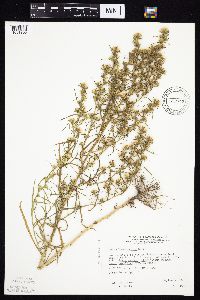 Symphyotrichum ciliatum image