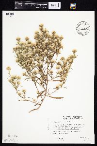 Symphyotrichum ciliatum image