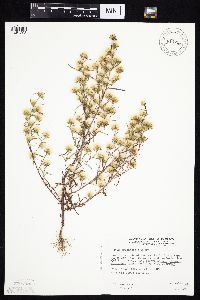 Symphyotrichum ciliatum image