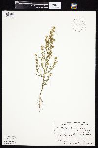 Symphyotrichum ciliatum image