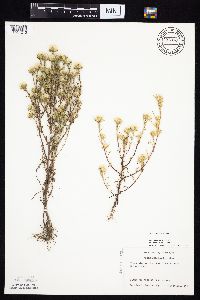 Symphyotrichum ciliatum image