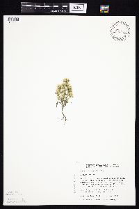 Symphyotrichum ciliatum image