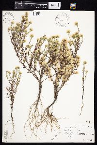 Symphyotrichum ciliatum image