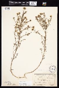 Symphyotrichum ciliatum image