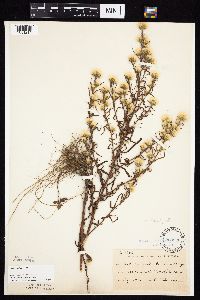 Symphyotrichum ciliatum image