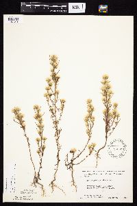 Symphyotrichum ciliatum image