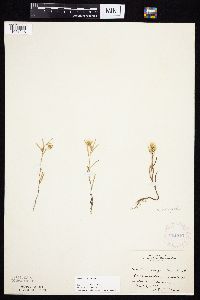 Symphyotrichum ciliatum image