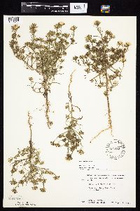 Symphyotrichum ciliatum image