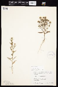 Symphyotrichum ciliatum image