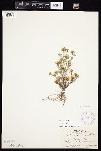 Symphyotrichum ciliatum image