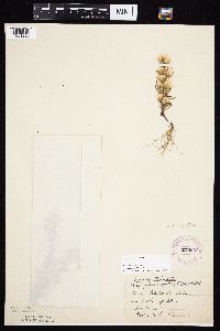 Symphyotrichum ciliatum image