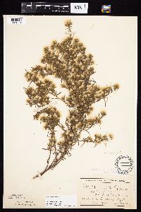 Symphyotrichum ciliatum image