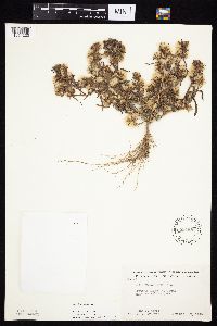 Symphyotrichum ciliatum image