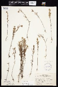 Symphyotrichum ciliatum image