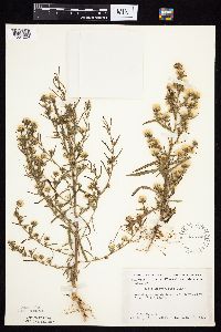 Symphyotrichum ciliatum image