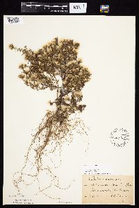 Symphyotrichum ciliatum image