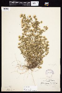 Symphyotrichum ciliatum image