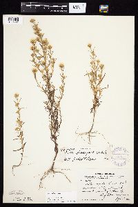 Symphyotrichum ciliatum image