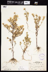 Symphyotrichum ciliatum image