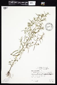 Symphyotrichum ciliatum image