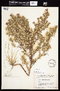 Symphyotrichum ciliatum image