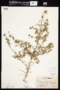 Symphyotrichum ciliatum image