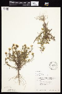 Symphyotrichum ciliatum image