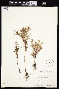 Symphyotrichum ciliatum image