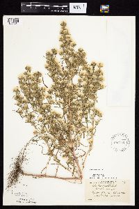 Symphyotrichum ciliatum image