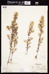 Symphyotrichum ciliatum image