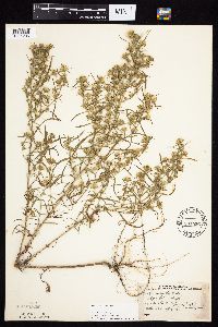 Symphyotrichum ciliatum image